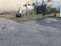بز (گروه، جنسیت مشخص نشده), بز — عکس 2