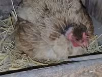 Chickens — ፎቶ 1