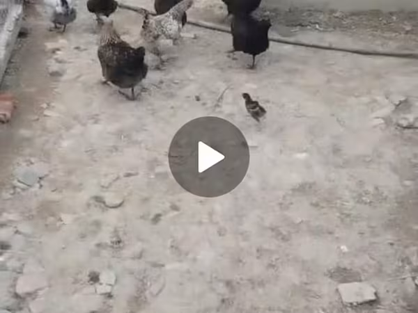 Australorp