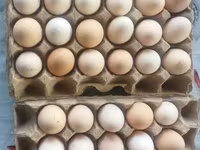 Lohmann Brown — ảnh 6