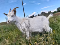 Ri’ dhaddig, Saanen goat — sawirka 3