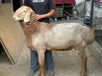 Ram, Dorper sheep — foto 3