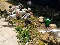 Turkeys — fotografija 2