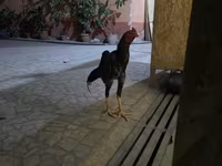 Chickens — Foto 4