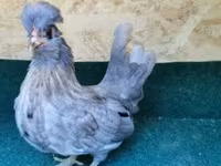Chickens — снимка 2