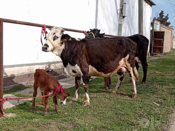Krava, Simmental cattle