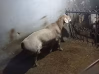 قوچ, Edilbay sheep — عکس 3