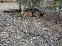Chickens — عکس 6