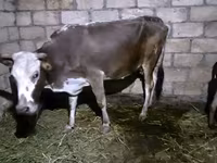 Mucca, Bovini — foto 1