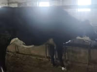 Mucca, Razza Holstein — foto 3