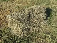 Խոտի տուկ Խառ խոտ — Foto 3