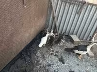 Ducks — снимка 2