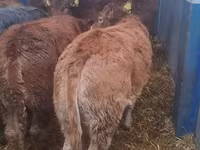 ІҚМ (топ, жынысы көрсетілмеген), Simmental cattle — 7-сурет