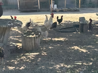 Turkeys — снимка 6