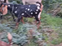 Keçi, Nubian Goat — foto 5
