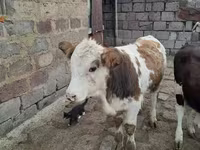 Bulle, Simmental cattle — Foto 7