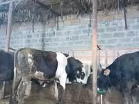 Lembu jantan, Cattle — foto 6