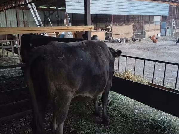 Lo’, Cattle