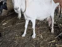Koza, Saanen goat — foto 3