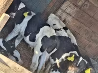 ወንድ በሬ, Holstein breed — ፎቶ 4