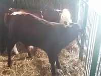 Lembu jantan, Simmental cattle — foto 3