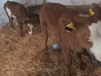 Ko, Simmental cattle — foto 2