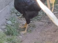 Chickens — foto 4