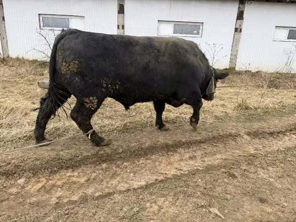 Lembu jantan, Aberdeen-Angus