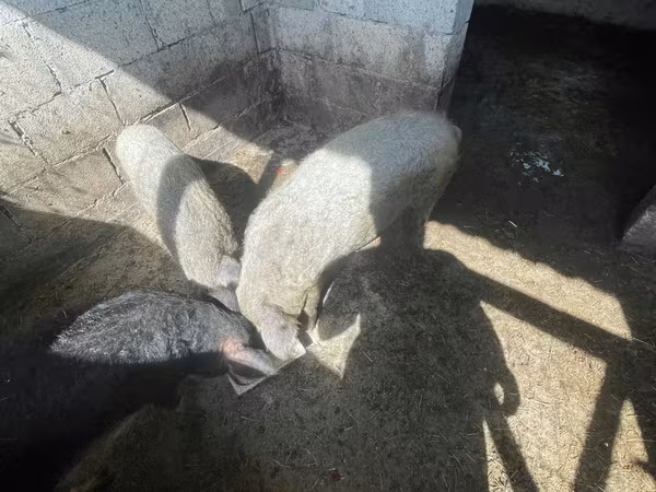 मादा सूअर, Мангалица