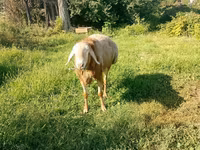 قوچ, Arashan sheep — عکس 1