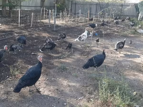 Turkeys