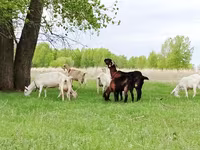 Κατσίκα, Saanen goat — φωτογραφία 3