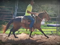 Cavalla, Standardbred — foto 5