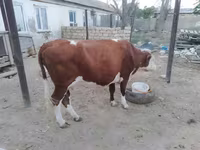 گاو ماده, Latvian Blue cattle — عکس 3