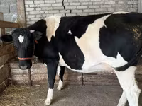 Bò cái, Giống Holstein — ảnh 2