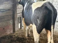 Ko, Russian Black pied cattle — foto 2