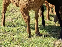 ወንድ ፍየል, Goats — ፎቶ 5