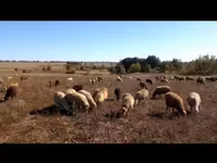 Sheep, Sheep — photo 1