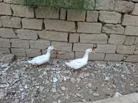 Ducks — Foto 3