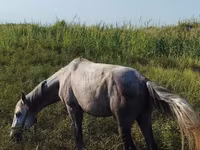 Kůň, Koně — foto 6