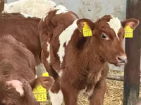 Tyre, Simmental cattle — foto 2