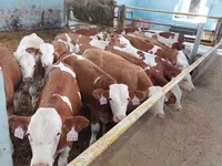 วัวตัวผู้, Simmental cattle — รูปภาพ 1
