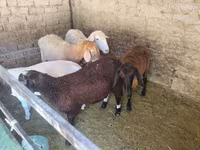 Ovce, Tian-Shan semifinewool sheep — foto 4