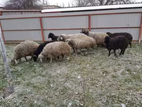 Sheep, Sheep — photo 5
