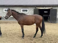 Kuda jantan, Thoroughbred horse — foto 6