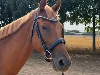 Kuda betina, Kisber felver — foto 4