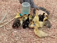 Ducks — fotografija 2