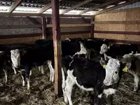ላም, Simmental cattle — ፎቶ 3