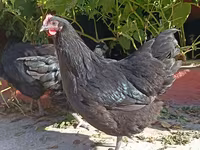 Chickens — fotografija 4