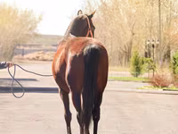 فرس, Thoroughbred horse — الصورة 4